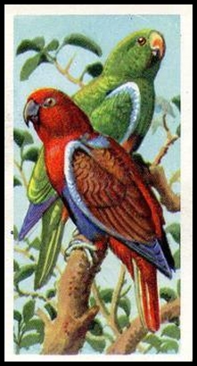 47 Red Sided Parrot